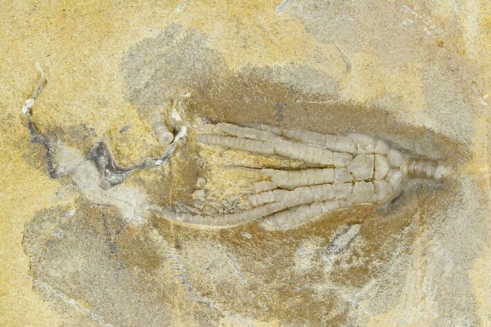 Fossil Crinoid (Aphelecrinus) - Alabama #114391